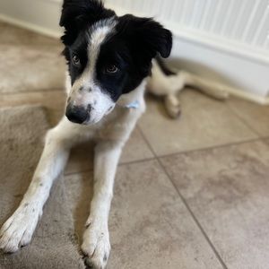 Meet your Posher, Leah